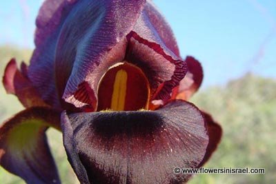 Iris atropurpurea